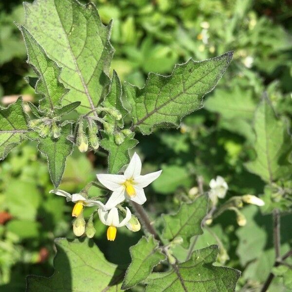 Solanum villosum Flower