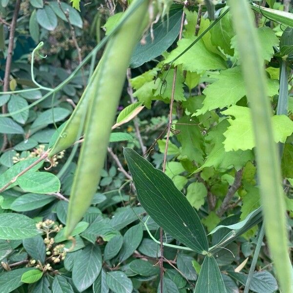 Lathyrus latifolius Frucht