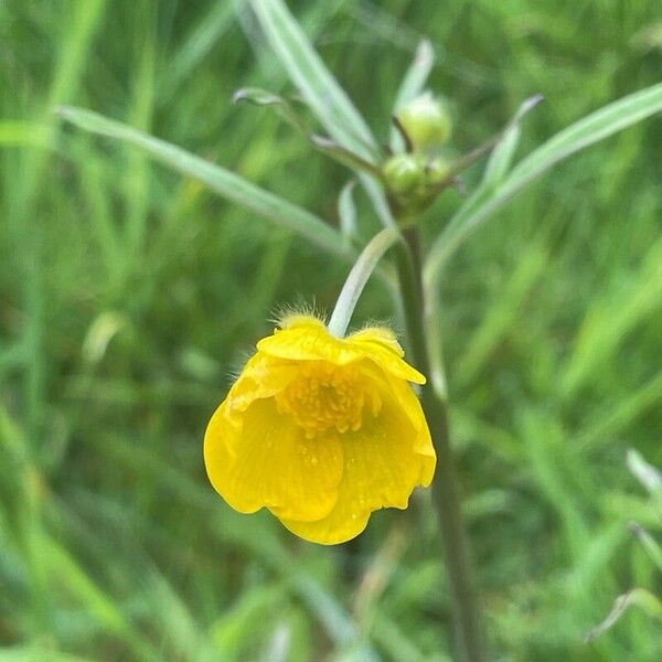 Ranunculus acris Floare