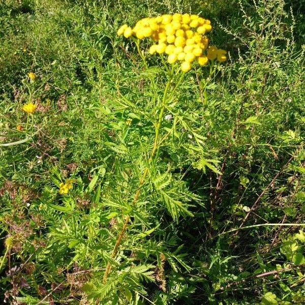 Tanacetum vulgare অভ্যাস