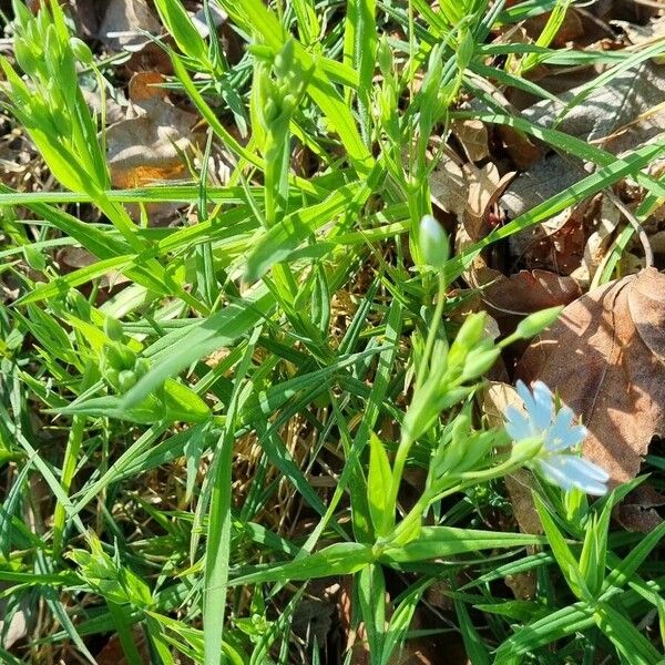 Stellaria palustris Habitus