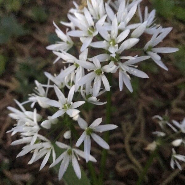 Allium ursinum Квітка