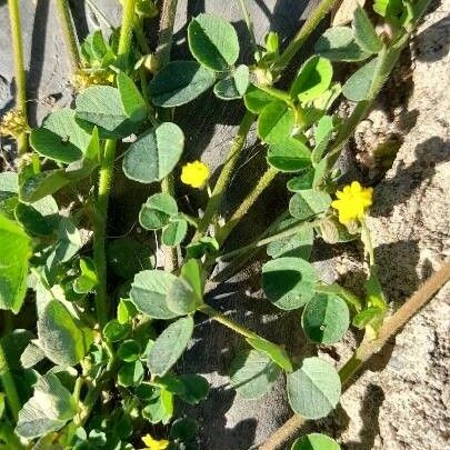 Medicago minima Elinympäristö