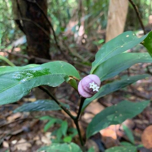 Psychotria urbaniana Kvet