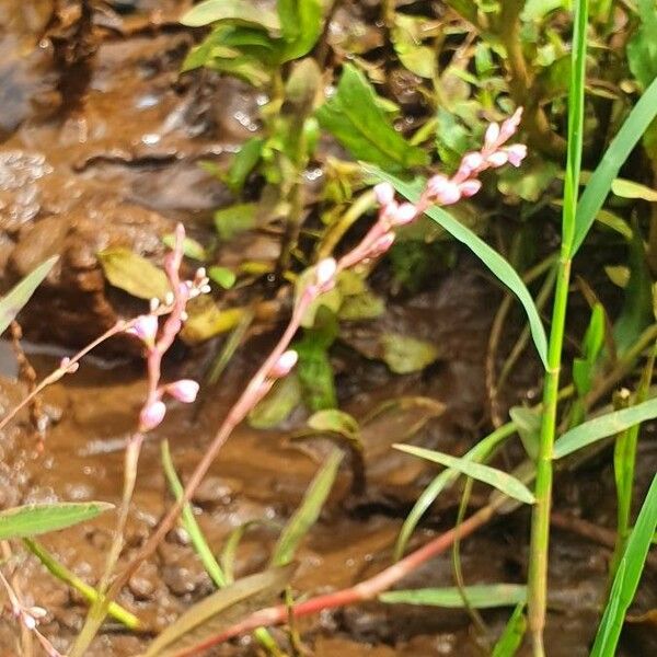 Persicaria strigosa Blomst