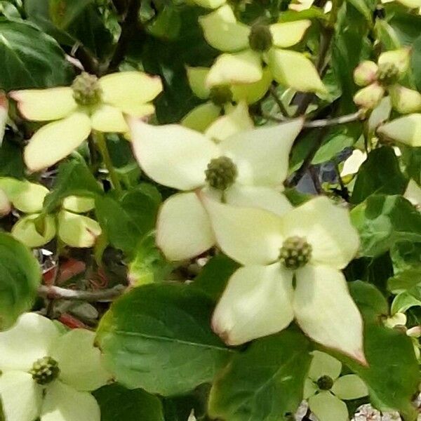 Cornus kousa Λουλούδι