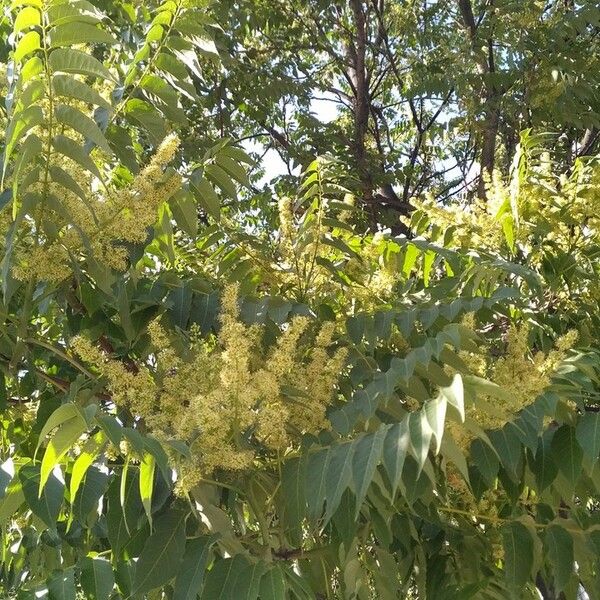 Ailanthus altissima ফুল