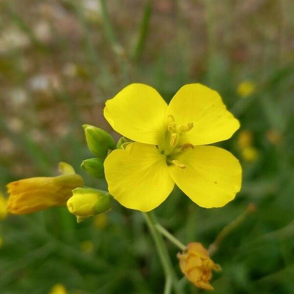 Diplotaxis tenuifolia Floro