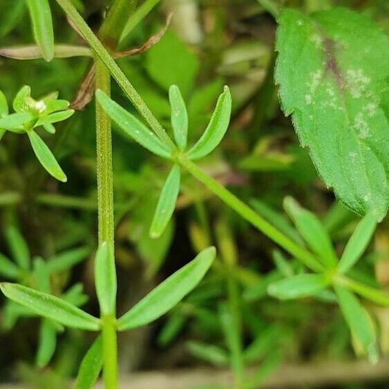 Galium palustre Leaf