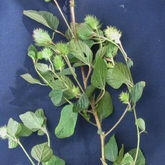 Acalypha arvensis Egyéb