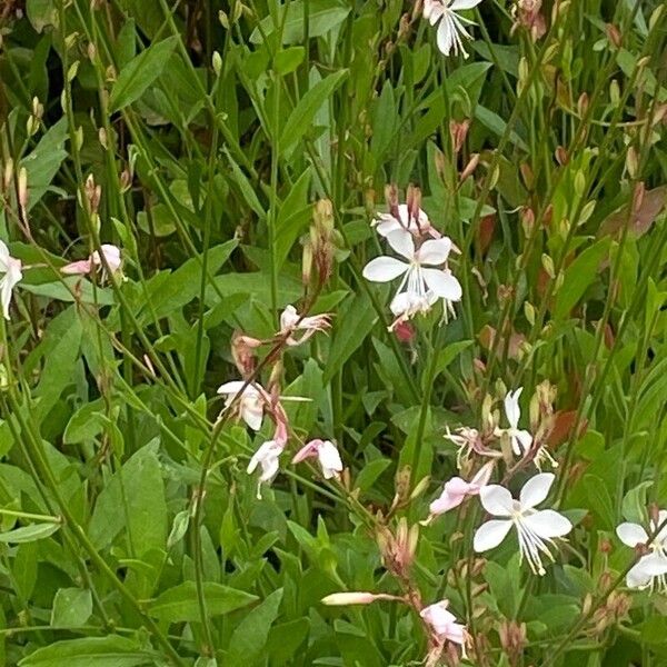 Oenothera gaura Floare