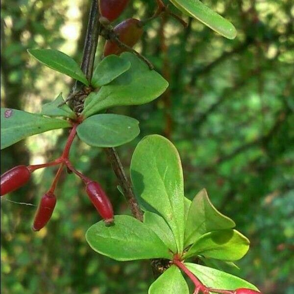 Berberis thunbergii Vili