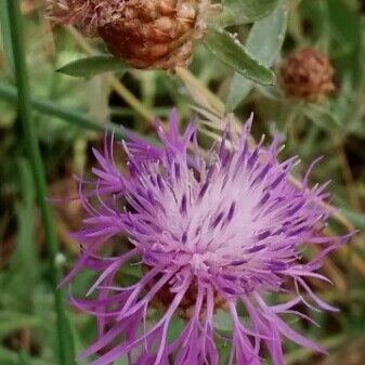 Centaurea jacea Flor