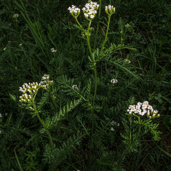 Achillea millefolium 花