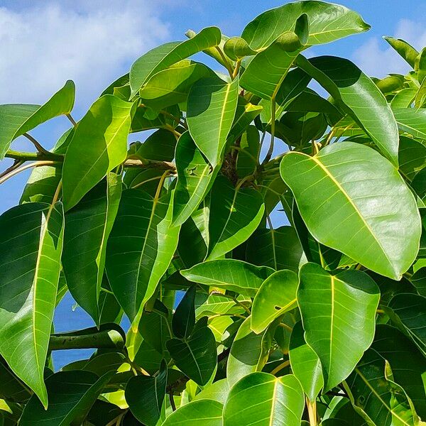 Ficus citrifolia 葉