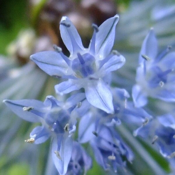 Allium caeruleum (Blue-of-the-heavens)