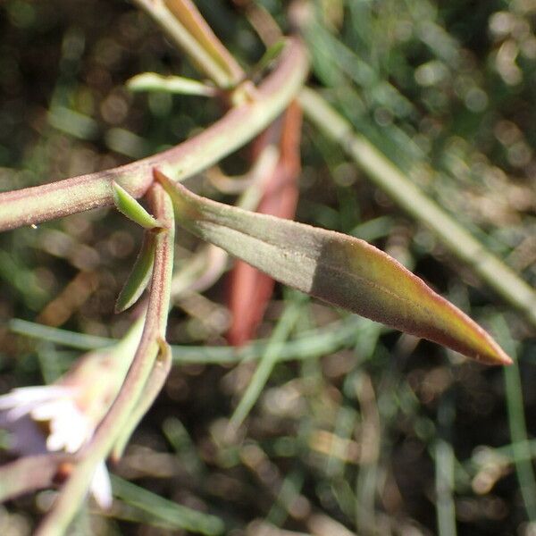 Tripolium pannonicum Leaf