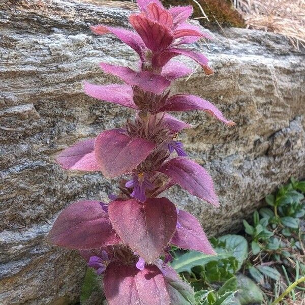 Ajuga pyramidalis Flower