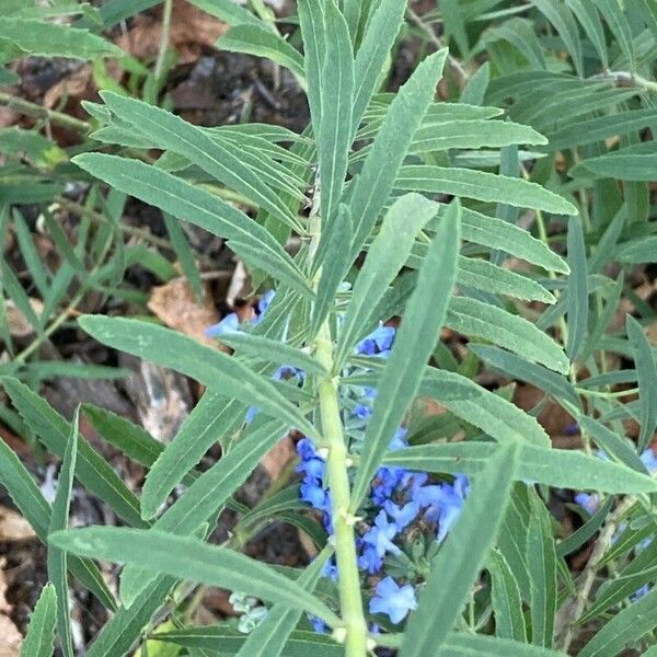 Salvia azurea Лист