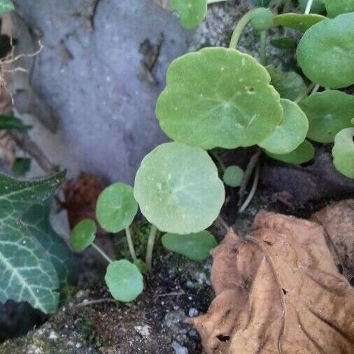 Umbilicus rupestris Ліст