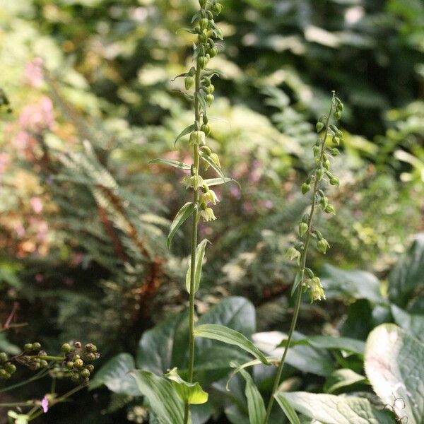 Epipactis muelleri Yeri