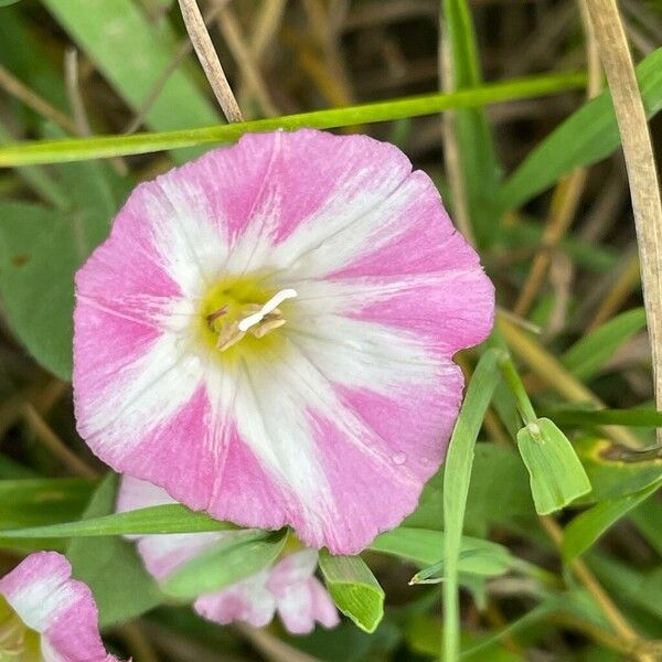 Convolvulus arvensis Цвят