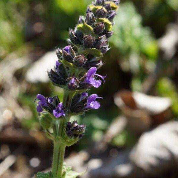 Salvia verbenaca Blüte