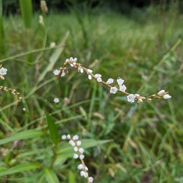 Persicaria punctata Flors