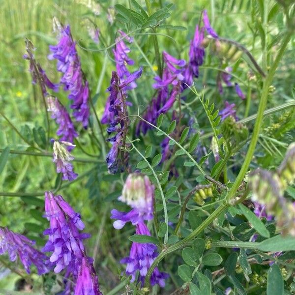 Vicia dasycarpa 花