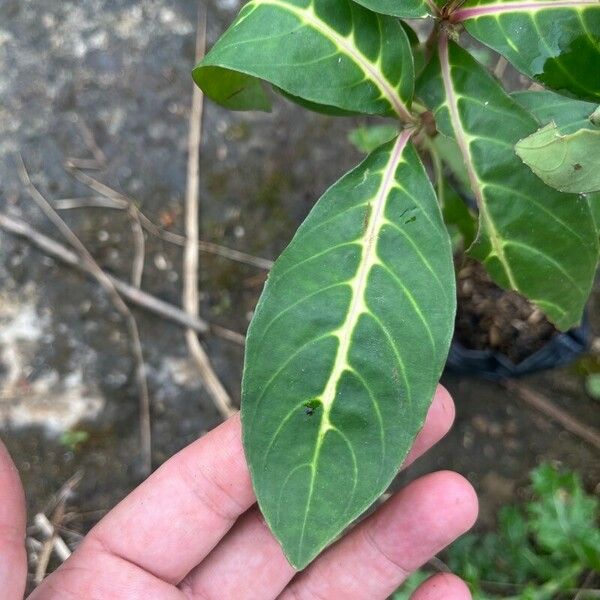 Sanchezia oblonga Blad