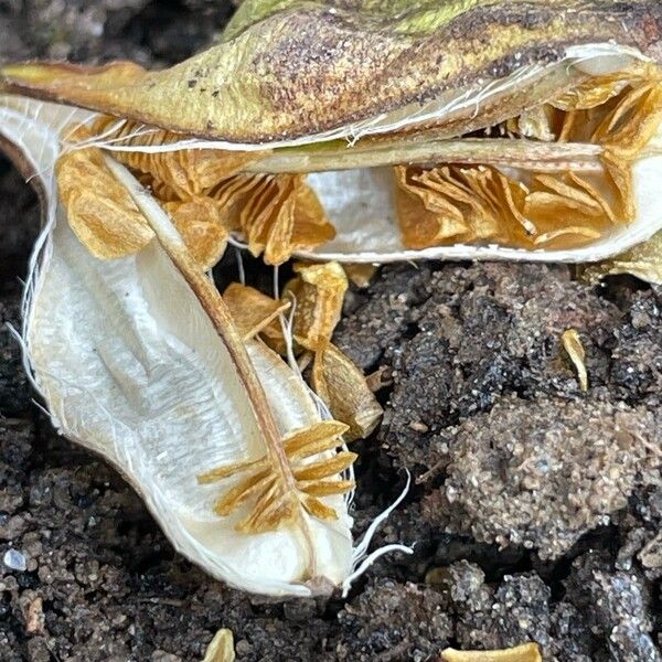 Cardiocrinum giganteum 花