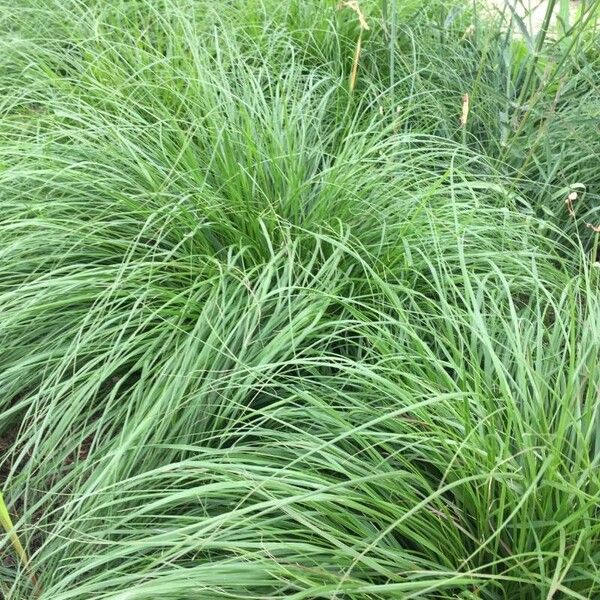 Carex paniculata Folio