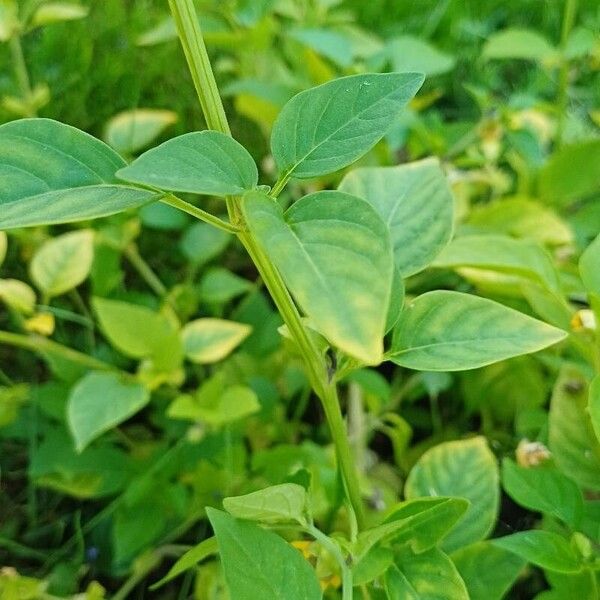 Physalis philadelphica ᱥᱟᱠᱟᱢ