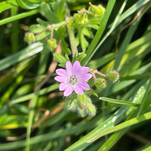 Geranium pusillum Kwiat