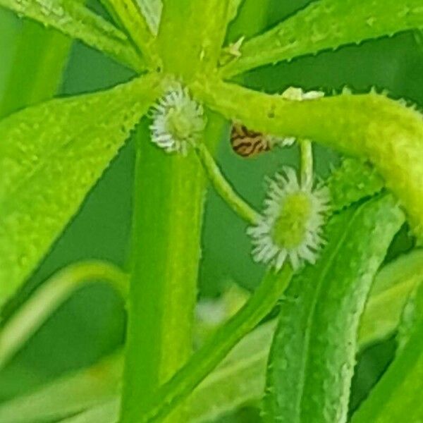 Galium spurium Плід