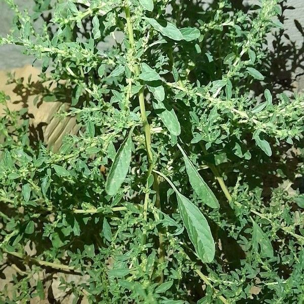 Amaranthus albus Habit