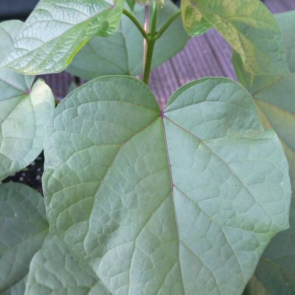 Catalpa ovata List