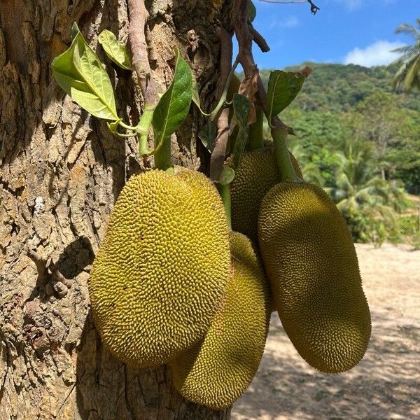 Artocarpus integer Fruit