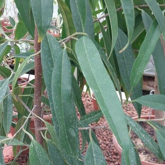 Ficus binnendykii Foglia