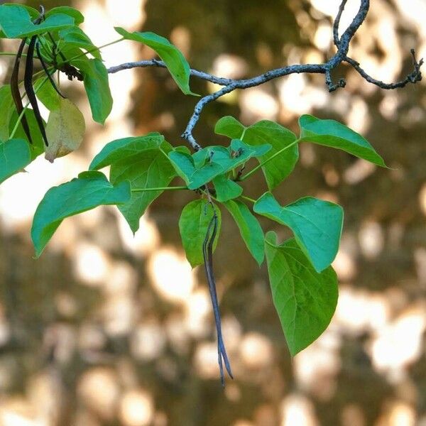 Catalpa ovata ഇല