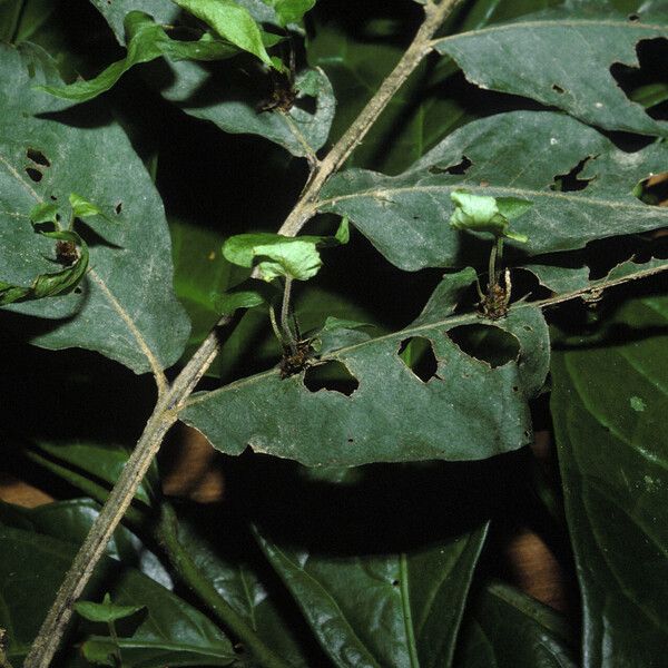 Tectaria incisa 葉