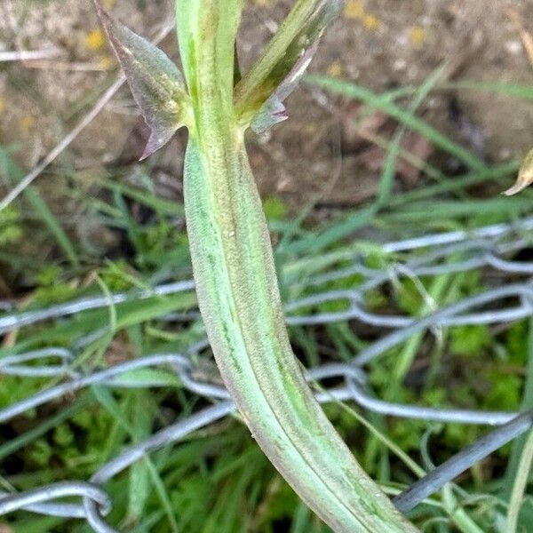 Lathyrus hirsutus Kabuk