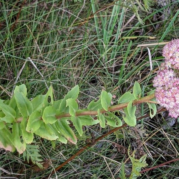 Hylotelephium telephium Агульны выгляд