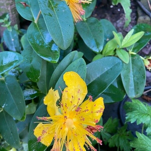 Hypericum calycinum Цвят