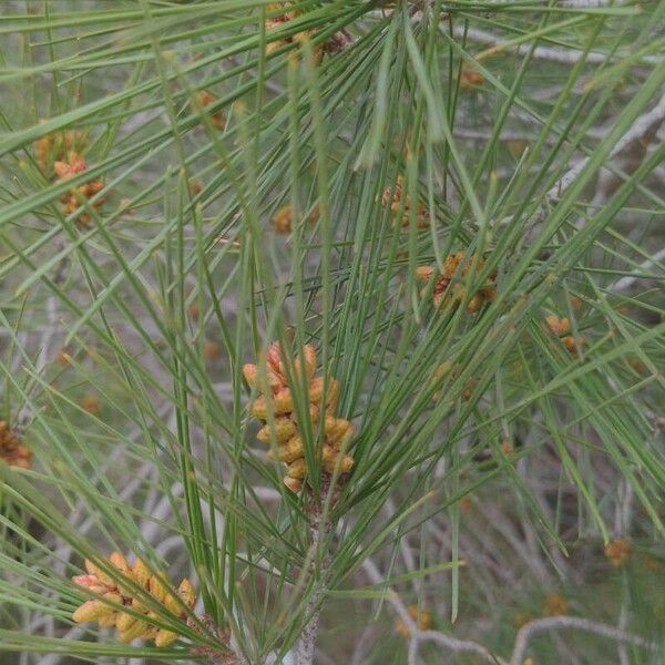 Pinus brutia Other