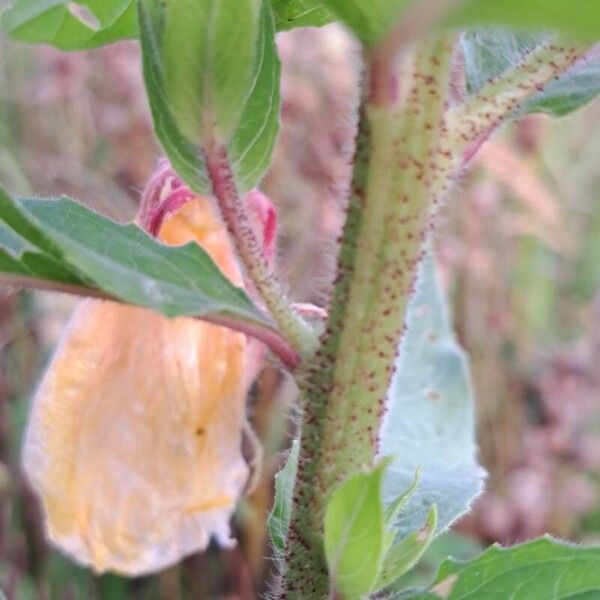 Oenothera glazioviana Kabuk