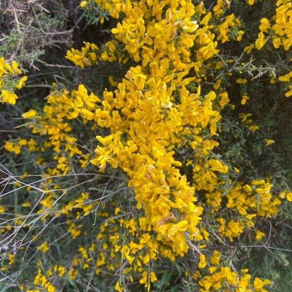 Genista scorpius പുഷ്പം