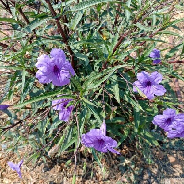 Ruellia simplex Cvet