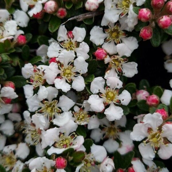 Cotoneaster dammeri Flors