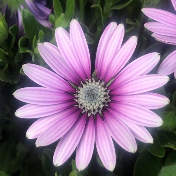 Dimorphotheca pluvialis Flower